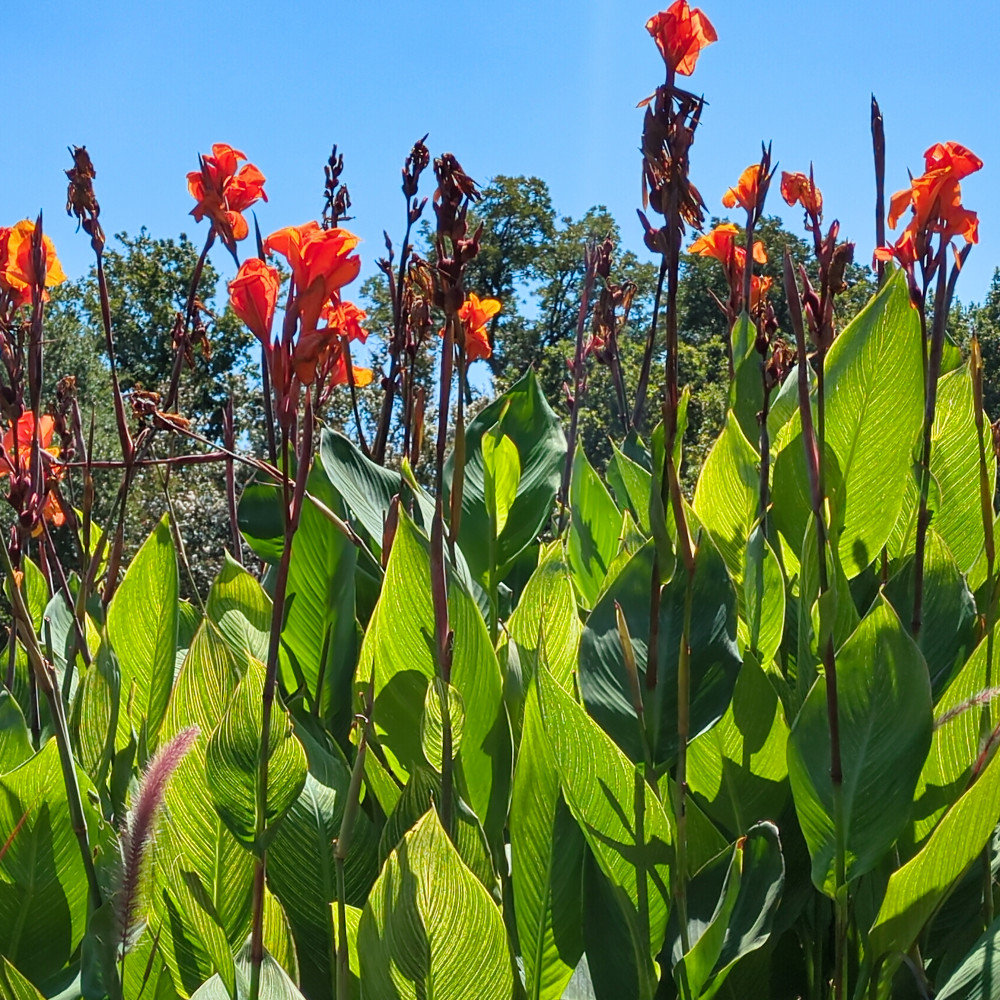 image: This is ‘
dallas (ii) 3
’.