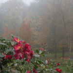 image: Image from the photoset ‘
esch/uelzecht (xlviii)
’.