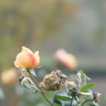 image: Image from the photoset ‘
esch/uelzecht (xlviii)
’.