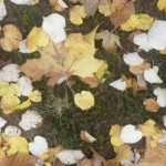 image: Image from the photoset ‘
esch/uelzecht (il)
’.