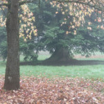 image: Image from the photoset ‘
esch/uelzecht (il)
’.