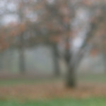 image: Image from the photoset ‘
esch/uelzecht (il)
’.