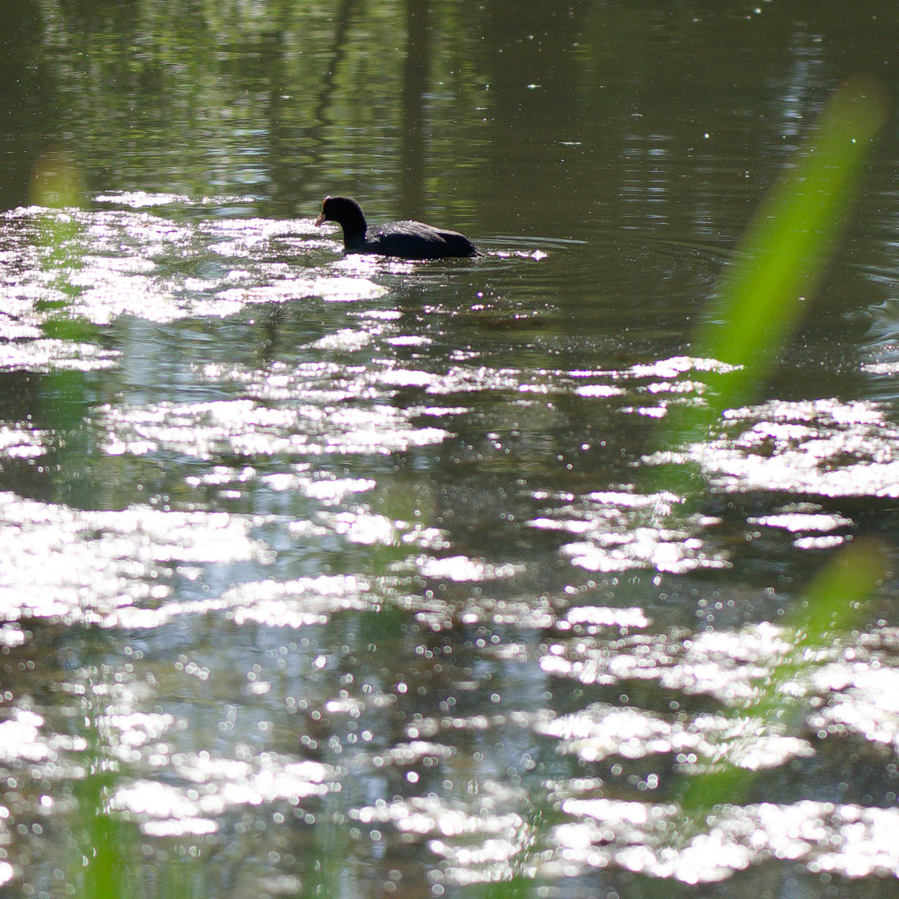 image: This is ‘
echternach (i) 2
’.