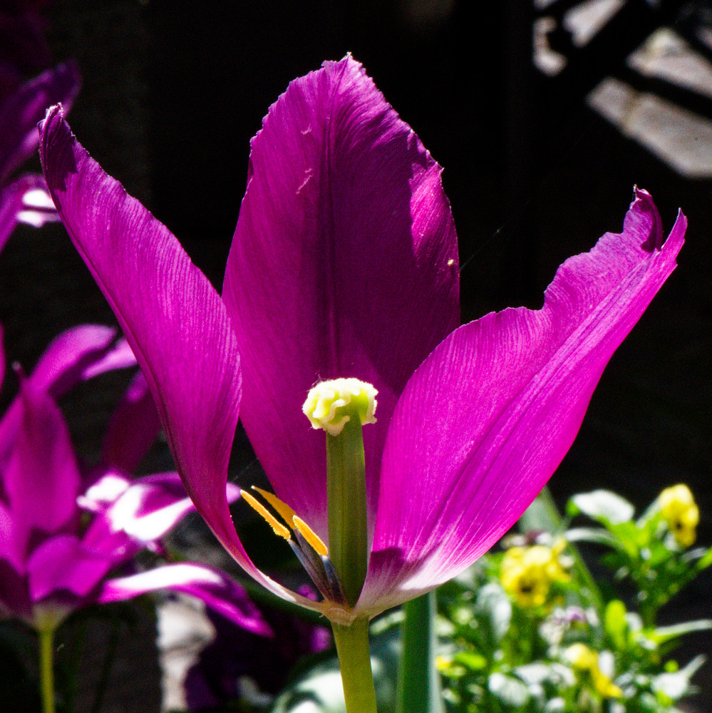 image: This is ‘
echternach (i) 4
’.