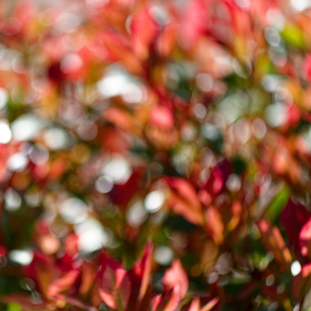 image: This is ‘
echternach (i) 5
’.