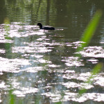 image: Image from the photoset ‘
echternach (i)
’.