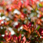 image: Image from the photoset ‘
echternach (i)
’.