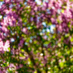 image: Image from the photoset ‘
echternach (i)
’.