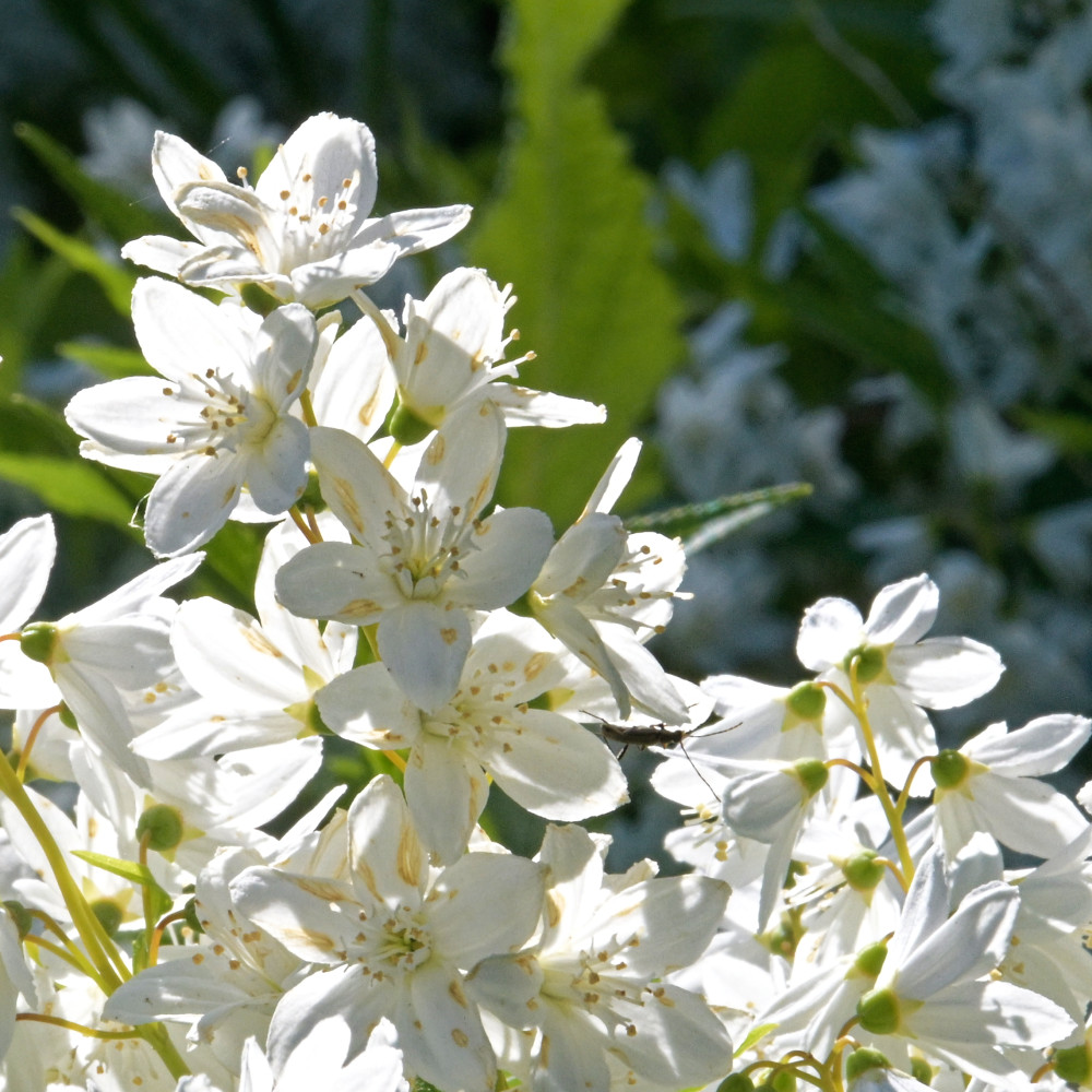 image: This is ‘
escher blummen (clxv) 2
’.