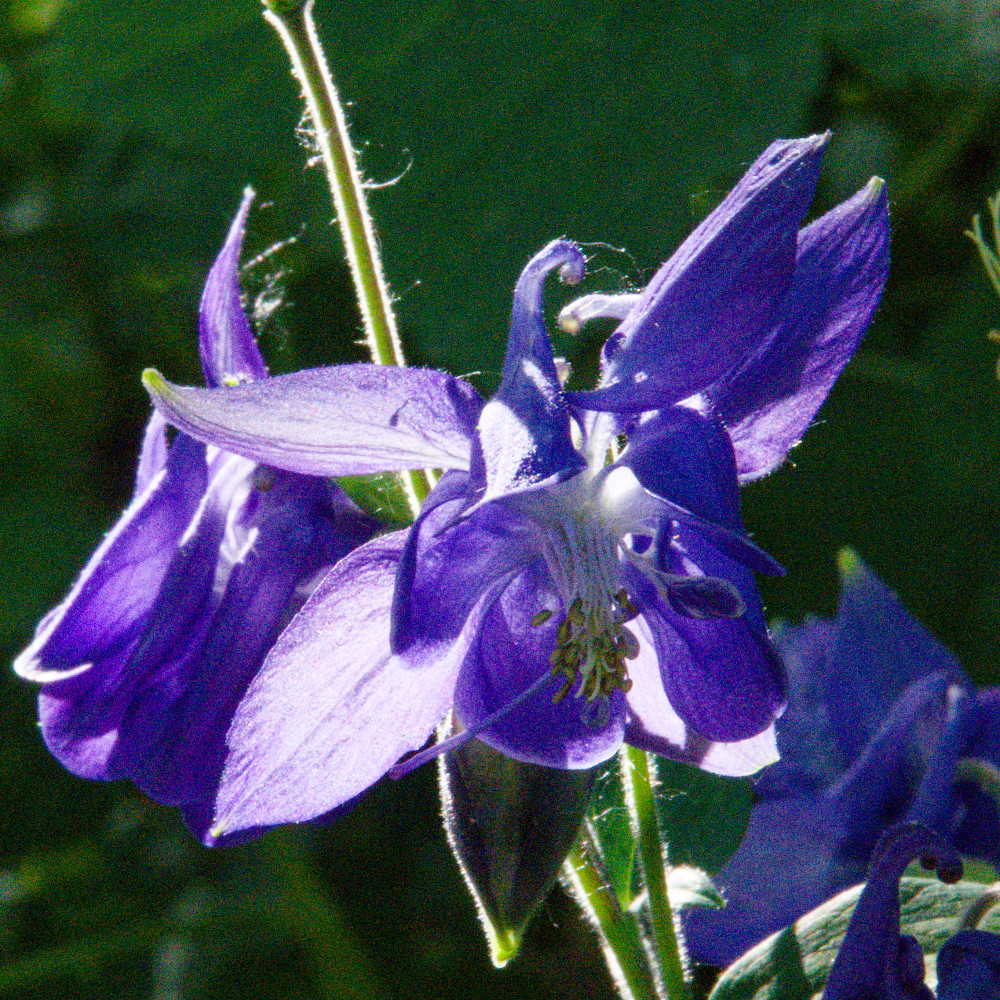 image: This is ‘
escher blummen (clxv) 3
’.