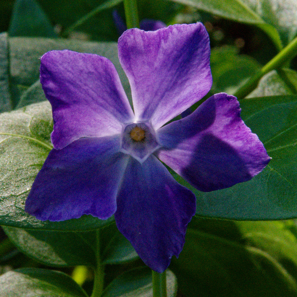 image: This is ‘
escher blummen (clxv) 6
’.