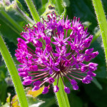 image: escher blummen (clxv) photoset