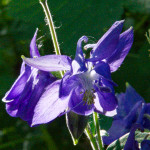 image: Image from the photoset ‘
escher blummen (clxv)
’.