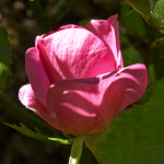 image: Image from the photoset ‘
escher blummen (clxv)
’.