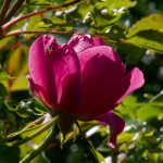 image: Image from the photoset ‘
escher blummen (clxv)
’.