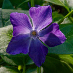 image: Image from the photoset ‘
escher blummen (clxv)
’.