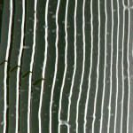 image: Image from the photoset ‘
belval (i)
’.