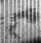 image: Image from the photoset ‘
belval (vi)
’.