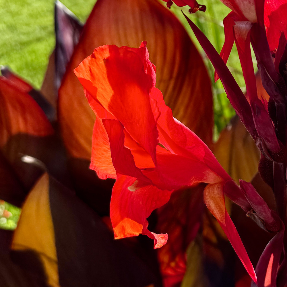 image: This is ‘
flower (il) 3
’.