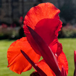 image: Image from the photoset ‘
flower (il)
’.