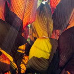 image: Image from the photoset ‘
flower (il)
’.