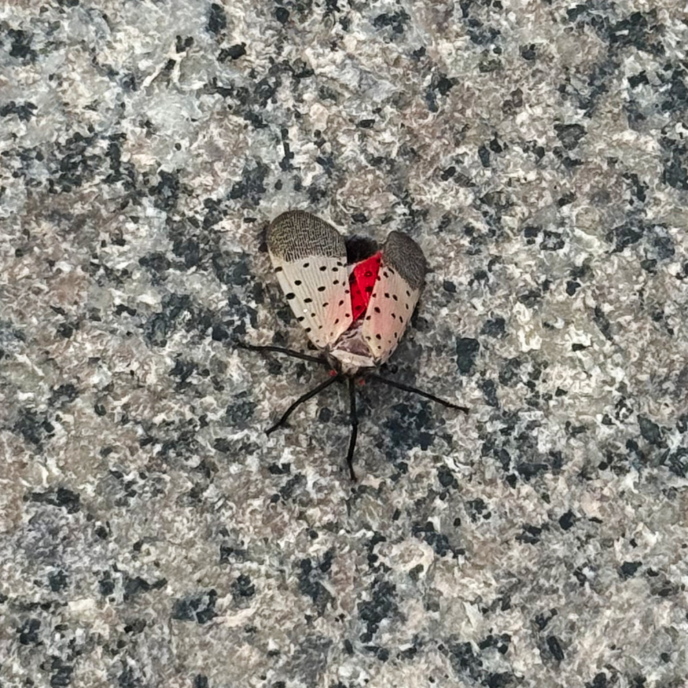 image: insect on stone