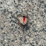 image: insect on paving stone