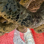 image: Image from the photoset ‘
porcelain house
’.