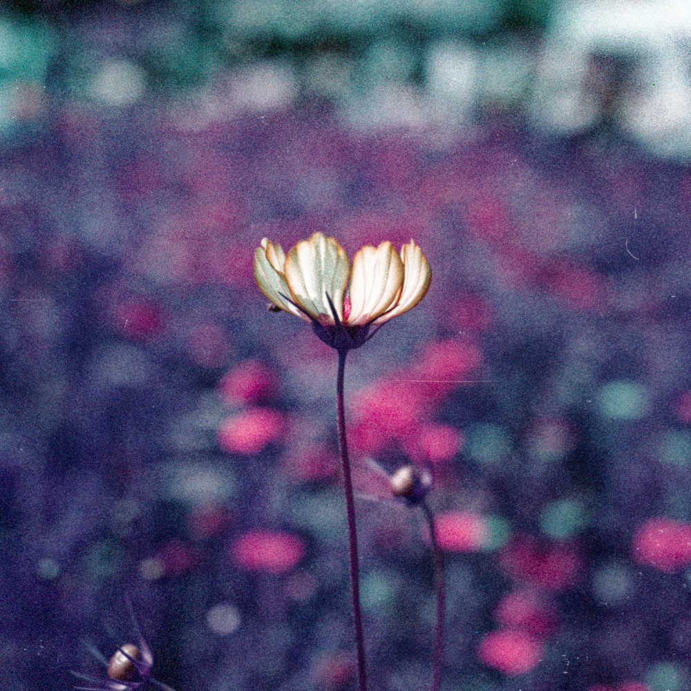 image: This is ‘
flower (l) 1
’.