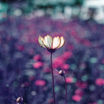 image: lorraine brocante flowers photoset