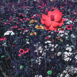 image: Image from the photoset ‘
flower (l)
’.