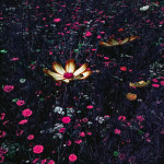 image: Image from the photoset ‘
flower (l)
’.