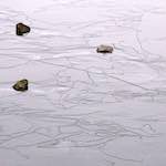 Image: Fourth image from the photoset 'stanwick (i)'.