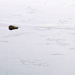 Image: Sixth image from the photoset 'stanwick (i)'.