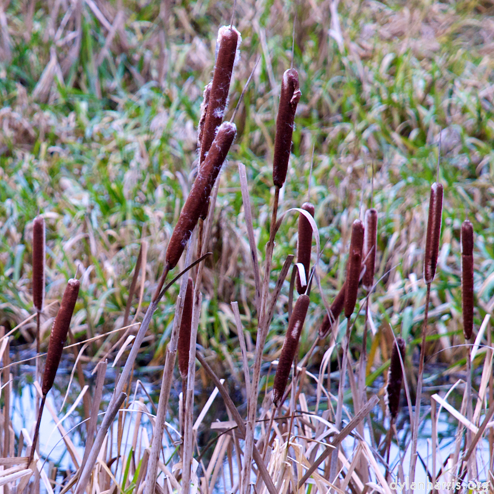 Image: Image 'stanwick (ii) 3'.