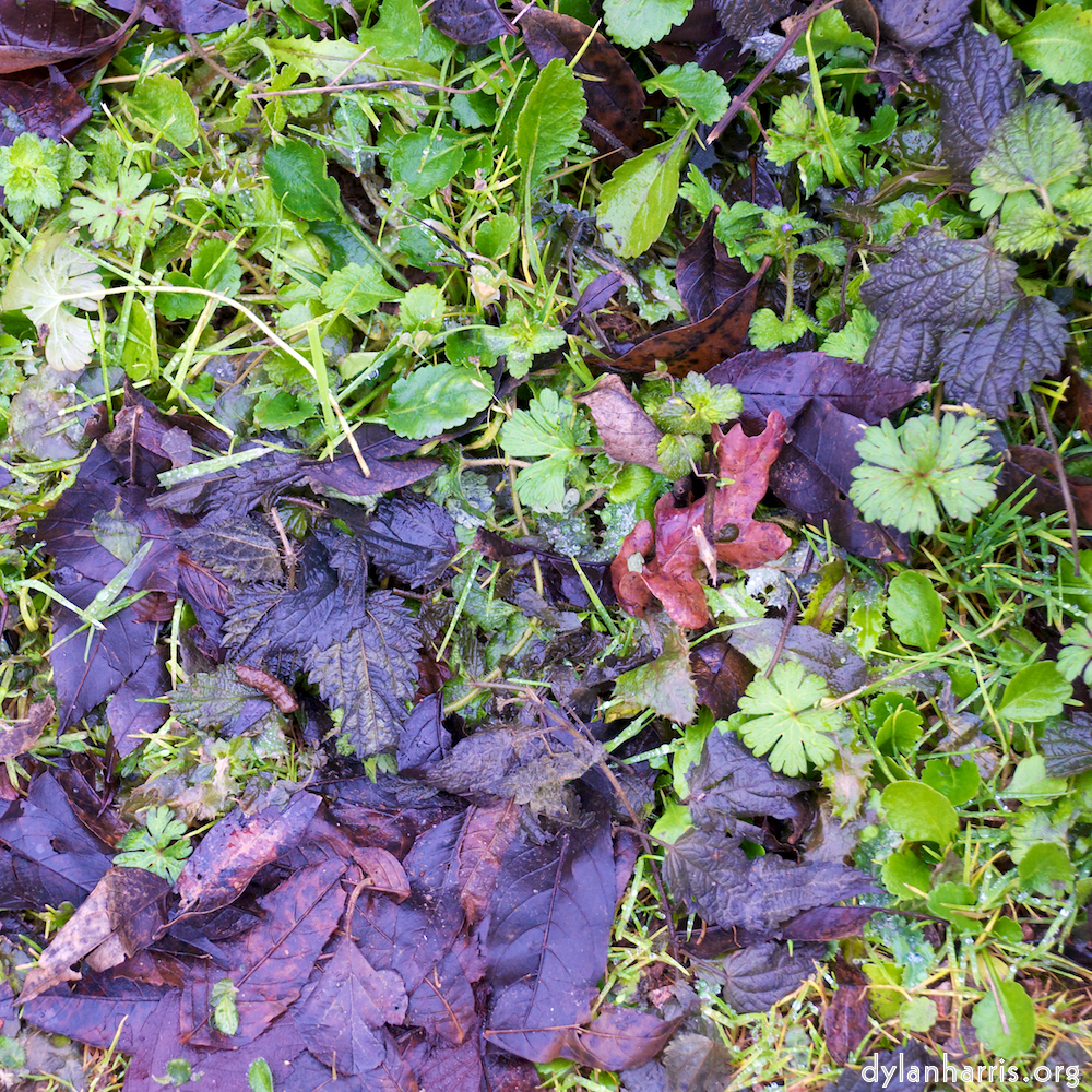 Image 'stanwick (ii) 4'.