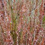 Image: First image from the photoset 'stanwick (ii)'.