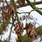 Image: Second image from the photoset 'stanwick (ii)'.