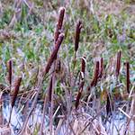 Image: Third image from the photoset 'stanwick (ii)'.