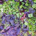 Image: Fourth image from the photoset 'stanwick (ii)'.