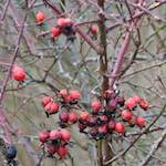 Image: Fifth image from the photoset 'stanwick (ii)'.