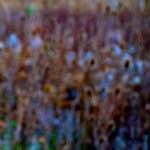 Image: Sixth image from the photoset 'stanwick (ii)'.