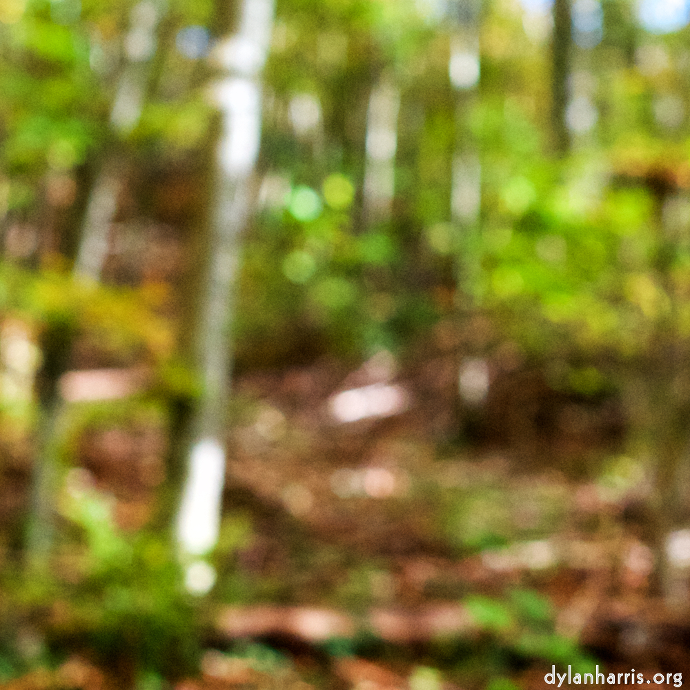 Image 'wood (xvii) 4'