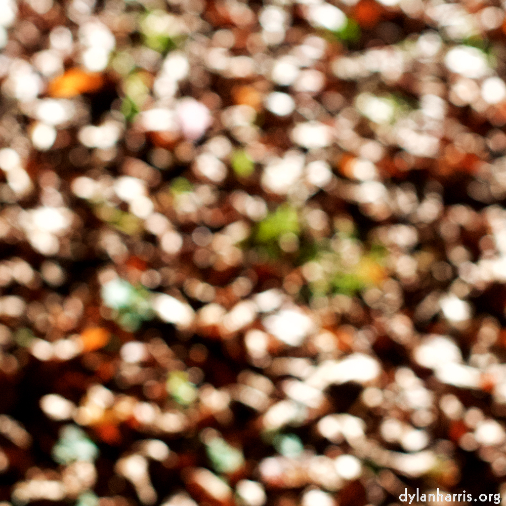 Image 'wood (xvii) 6'