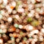 First image from the photoset 'wood (xvii)'.