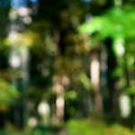 Second image from the photoset 'wood (xvii)'.