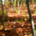 Third image from the photoset 'wood (xvii)'.