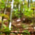 Fourth image from the photoset 'wood (xvii)'.