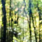 Fifth image from the photoset 'wood (xvii)'.