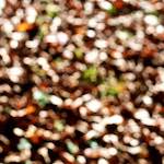 Sixth image from the photoset 'wood (xvii)'.